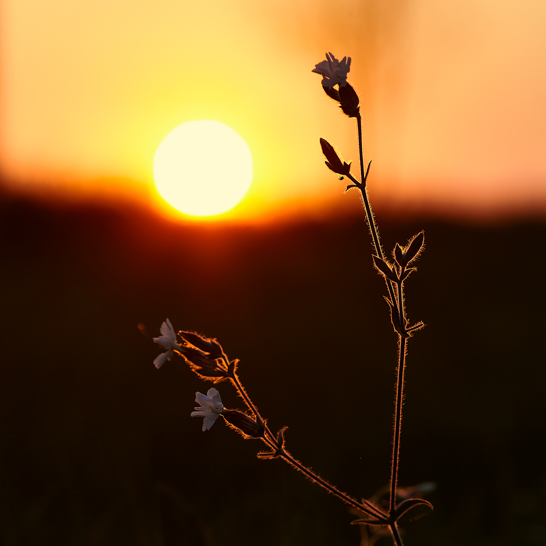Sun | Солнце